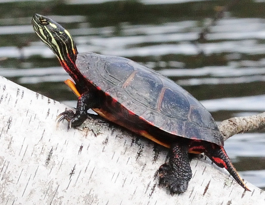For comparison, a painted turtle, a common native species in the region, is shown. The carapace is smooth; the reflection of sun on the carapace makes the turtle visible from a distance. A series of yellow lines run longitudinally along the neck, and the “ear” is right behind the eye and is the same color shade as the neck markings. There may be red markings at the edge of the carapace.